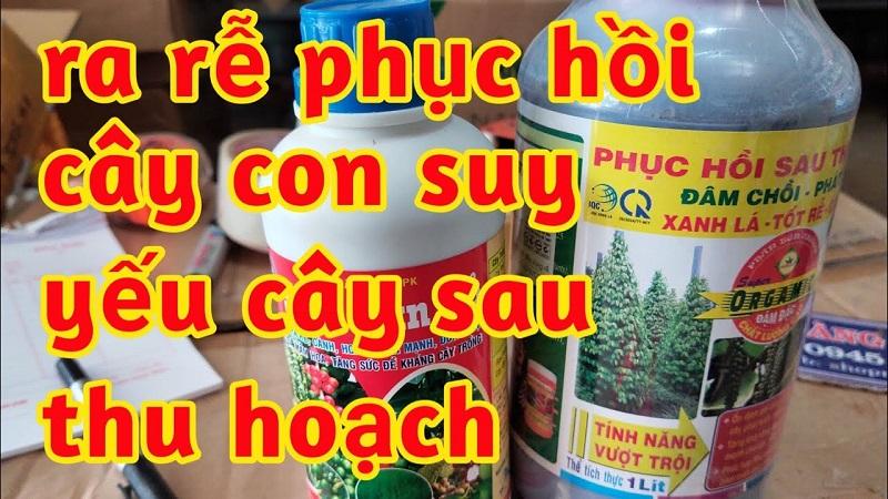 thuốc ra rễ phục hồi, thuốc phục hồi cây cà phê con, thuốc ra rễ cà phê con, thuốc phục hồi cây cà phê sau thu hoạch