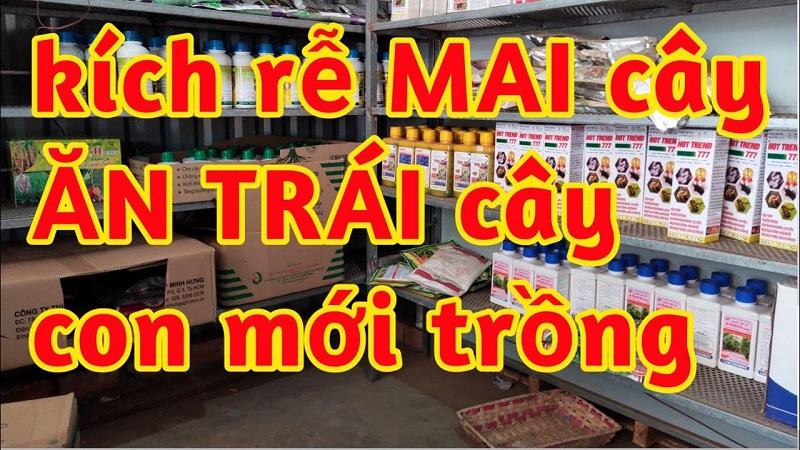 thuốc kích thích ra rễ Mai, thuốc lá rễ cực mạnh, thuốc kích chồi