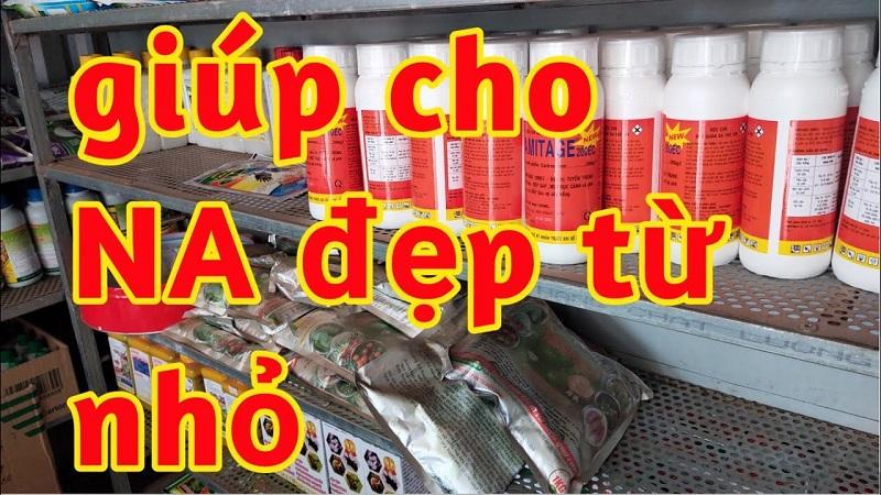 thuốc lớn trái na, thuốc lên màu na, thuốc chống nứt quả na, thuốc nở gai na