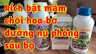 cách bật mầm chồi nụ ra hoa bơ dưỡng nụ chống rụng hoa phòng trị sâu bọ tăng đậu trái bơ 023 213