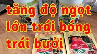 chống khô nứt quả bưởi kích lớn trái tăng độ ngọt độ bóng cho trái bưởi chống rụng trái 023 313