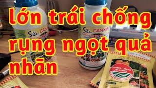 chống nứt thối lợn trái sáng bóng ngọt quả nhãn tăng độ ngọt độ bóng màu sắc đẹp 023