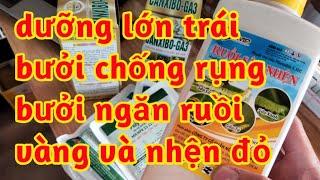 chống rụng bưởi non dưỡng lớn đẹp trái bưởi ngăn chặn ruồi nhện gây hại trái non 023 213