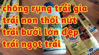 chống rụng trái bưởi già bưởi non hạn chế nưt thối tăng đột ngọt độ bóng đẹp cho quả bưởi 023