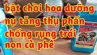 đặc trị rầy rệp sáp cà phê kích bật nụ dưỡng hoa tăng thụ phấn chống rụng trái non cà phê 023 203