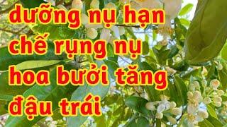 dưỡng và chống rụng nụ hoa bưởi phòng trừ côn trùng gây hại tăng thụ phấn đậu quả bưởi 023 183