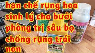 hạn chế bưởi rụng Hoa sinh lý chống rụng trái non phòng trị nhện đỏ sâu vẽ bùa bọ trĩ 023