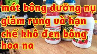 hạn chế khô đen bông na tăng đậu trái giảm rụng do trời nóng lạnh Mát bông đậu trái nhiều 023 303