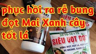 kích ra rễ phục hồi cây mai yếu chậm bung đọt đẻ nhánh xanh lá tốt cây 023