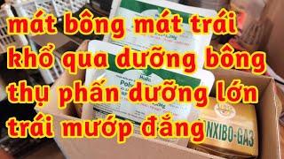 mát bông mát trái khổ qua chống rụng thẳng trái dưỡng lớn đẹp trái mướp đắng dưỡng bông tăng đậu quả