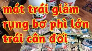mát trái phì đẹp trái lớn cân đối giảm rụng trái non do thời tiết khắc nghiệt nóng lạnh đột ngột 023