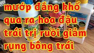 mướp đắng khổ qua ra hoa tăng thụ phấn đậu trái phòng trị sâu ruồi vành chống rụng bông và trái non