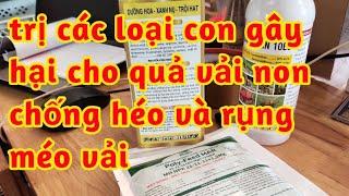 phòng trị các loại con gây hại và bọ xít hai quả vải non dưỡng trái chống rụng méo heo vải non 023