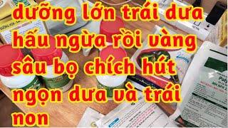 phòng trị côn trùng chích hút ngọn dưa và trái non dưỡng trái chống heo chống nứt dưa hấu 023 193