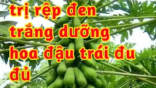 phòng trị rệp đen trắng cho đu đủ đậu trái dưỡng trái đu đủ 023 183