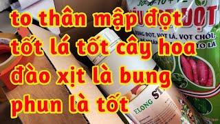 phun lá phục hồi dưỡng cây đào to thân mập đọt vot chồi đẻ nhánh 023 203