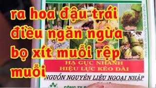 ra hoa đậu trái điều ngăn ngừa bọ xít muỗi diệt muỗi sâu đục hạt điều to hạt 023