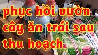 thuốc kích rễ giải độc phục hồi cây ăn trái sau thu hoạch phát đọt đâm chồi trở lại 023 203
