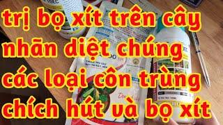 trị bọ xít trên cây nhãn diệt trứng sâu rầy bọ xít dọn sạch ổ quảng cáo và kéo dài 023 303