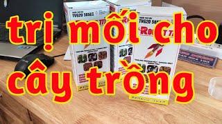 trị mối cho cây trồng trên rẫy nương