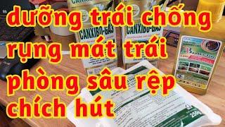vải mát trái non chống héo rụng hạn chế méo quả phòng sâu rệp chích hút quả vải non dưỡng lớn trái