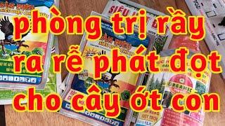 bung đọt ra rễ tốt cây ớt con mới trồng phòng trị bọ rầy chích hút teo cây lá ớt 023 54