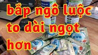 cho bắp ngô luộc to dài nặng hạt to ngọt bóng đẹp hơn 023 14
