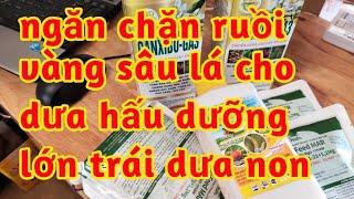 chống héo rụng trái dưa hấu non phòng trị ruồi vàng dưỡng lớn trái chống bọng ruột nứt trái 023 64