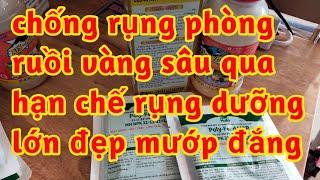 chống rụng khổ qua phòng ruồi vàng sâu đục quả dưỡng lớn trái thẳng đẹp trái chống nứt canxi bo ga3