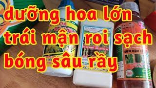 dưỡng lớn trái chống rụng mận roi Phòng trị sâu rầy dưỡng hoa tăng thụ phấn chống héo trái mận non
