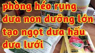 dưỡng lớn trái dưa tăng độ ngọt đọ bóng cho dưa hấu dưa lưới chống héo rụng dưa non 023 64