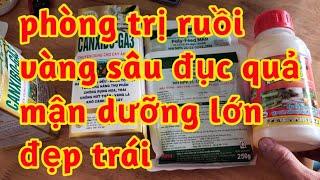 dưỡng lớn trái mận chống rụng trái mận to đẹp lên màu trái phòng sâu đục và ruồi vàng gây hại 023