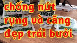 dưỡng nuôi lớn trái bưởi chống nứt chống rụng lên màu căng đẹp quả bưởi 023 44