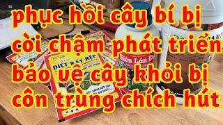 kích ra rễ cây bí phục hồi cây phát triển về thân cành lá phòng trị bọ trĩ rầy rệp giải độc cho cây