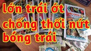 lớn trái ớt chống thối nứt trái bóng đẹp trái ớt thẳng đều 023 164