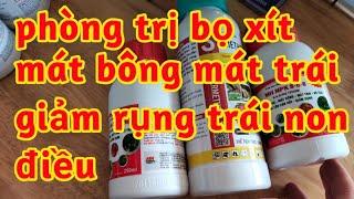 mát bông mát trái giảm rụng trái non phòng trị sâu rầy bọ xít cho điều 023 14