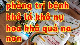 phòng trị bệnh thán thư khô bông nụ hoa khô Quả Na no trị bệnh thán thư khô là ma 023 94