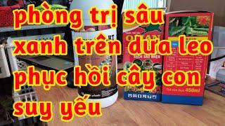 phòng trị sâu xanh bọ trĩ trên dưa leo kích rễ phục hồi cây dưa con suy yếu còi cọc 023 24