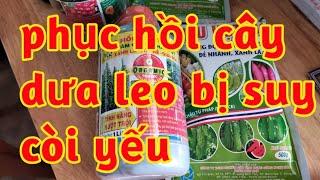 phục hồi cây dưa leo bị suy yếu còi chậm phát triển vàng lá dưa con dưa đang thu hoạch 023 14