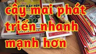 phục hồi ra rễ cây mai giúp phát triển toàn diện về thân cành lá rễ bảo vệ cây tránh các con gây hại
