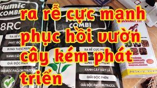 phục hồi ra rễ cực mạnh cho cây ăn trái mới trồng phát đọt nhanh bung tược mạnh giải độc phèn 023