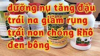 tăng đậu trái na dưỡng nụ chống khô đen rụng bông to nụ mát trái lớn trái na giảm táchại từ thờitiết