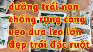 thẳng trái dưa leo lớn đều trái đẹp trai đặc ruột chống rụng méo vẹo héo trái non canxi bo ga3 023