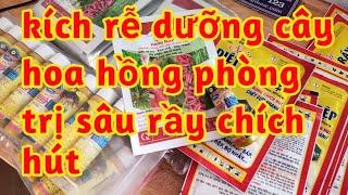 thuốc kích rễ cây hoa hồng ngâm nhúng để giâm cành phun tưới gốc cho cây phát triển tốt trị bọ trĩ