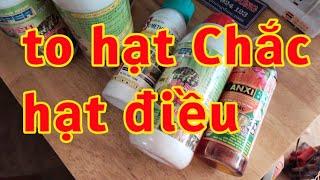 to hạt chắc hạt điều phòng trị sâu bọ xít cho cây điều 023 164