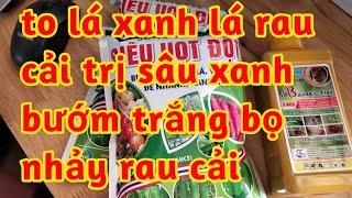 to lá tốt lá rau cải cây phát triển mạnh mướt lá dày lá phòng trị sâu xanh bướm trắng rệp và bọ nhảy