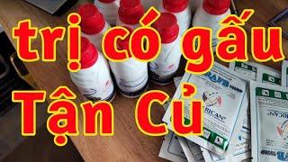 trị có gấu lưu dẫn xuống tận củ 023 34
