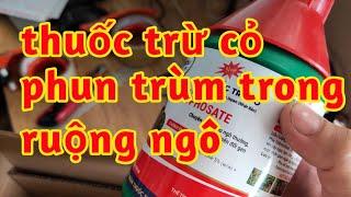trị cỏ phun trùm lên cây bắp ngô trừ cỏ lá hẹp lá rộng trong ruông bắp ngô 023 164