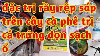 trị rệp sáp trên cây cà phê diệt cả trứng rầy rệp thấm sâu nhanh hiệu lực diệt cao và kéo dài 023