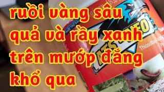 trị ruồi vàng rầy xanh cho mướp đắng trị sâu đục trái cho khổ qua 023 54